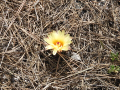 Parodia mammulosa