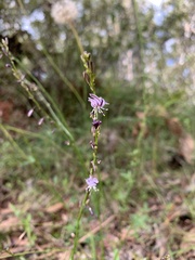 Caesia calliantha