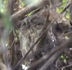 Otus rutilus rutilus