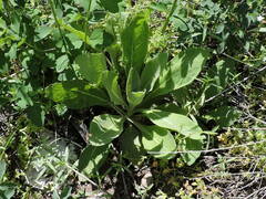 Verbascum thapsus
