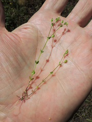 Arenaria serpyllifolia