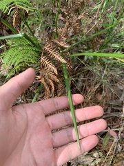 Caesia calliantha