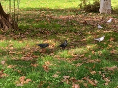 Corvus monedula spermologus