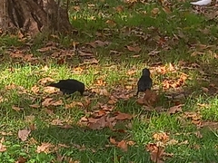 Corvus monedula spermologus