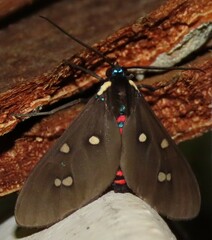 Euclera rubricincta