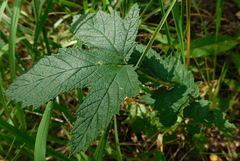 Filipendula stepposa