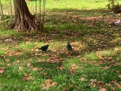 Corvus monedula spermologus