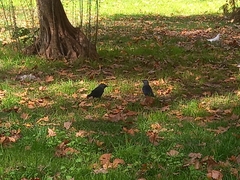 Corvus monedula spermologus