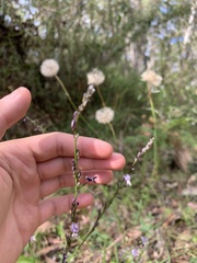 Caesia calliantha
