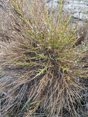 Lepidospartum squamatum