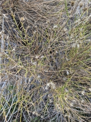 Lepidospartum squamatum