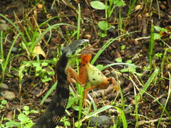 Rhabdophis tigrinus tigrinus