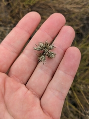 Lepidospartum squamatum