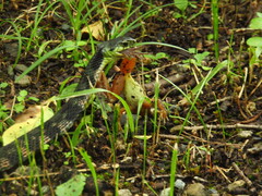 Rhabdophis tigrinus tigrinus