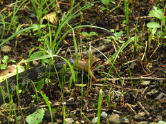 Rhabdophis tigrinus tigrinus