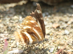 Neptis philyroides