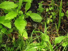 Rhabdophis tigrinus tigrinus