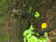 Rhabdophis tigrinus tigrinus