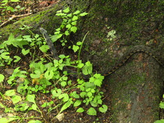 Rhabdophis tigrinus tigrinus