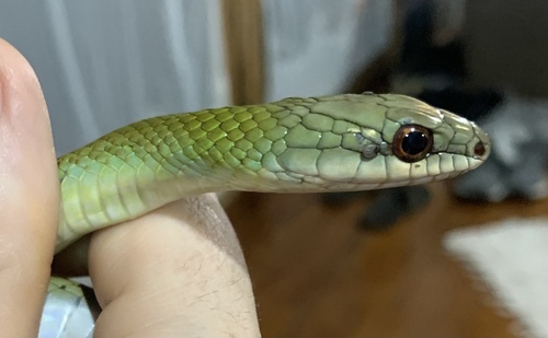 Mastigodryas reticulatus