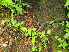 Rhabdophis tigrinus tigrinus
