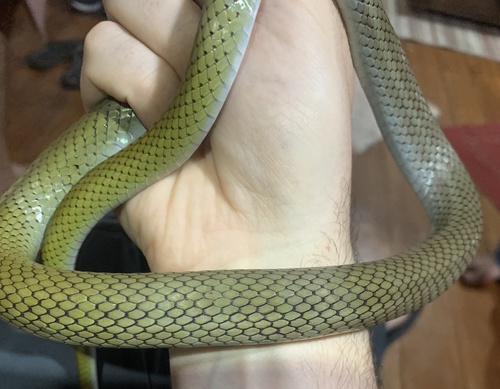 Mastigodryas reticulatus