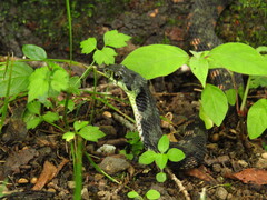 Rhabdophis tigrinus tigrinus