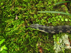 Rhabdophis tigrinus tigrinus