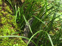 Rhabdophis tigrinus tigrinus