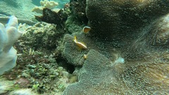 Amphiprion sandaracinos