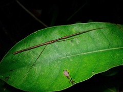 Rhamphosipyloidea