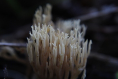 Ramaria stricta