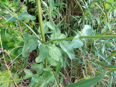 Scrophularia auriculata