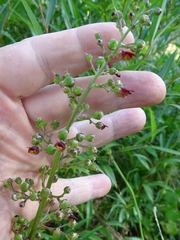 Scrophularia auriculata