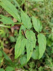 Phlaeoba antennata