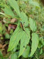 Phlaeoba antennata