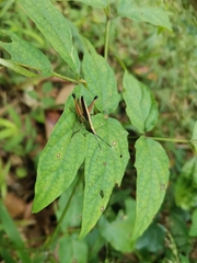 Phlaeoba antennata