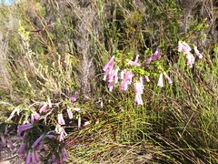 Erica diaphana