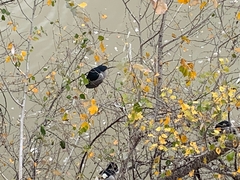 Nycticorax nycticorax nycticorax