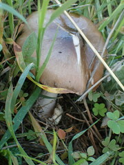 Volvopluteus gloiocephalus