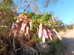 Erica diaphana