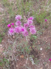 Campuloclinium macrocephalum