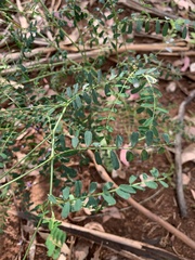 Indigofera australis
