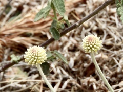 Pfaffia gnaphalioides