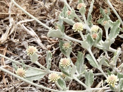 Pfaffia gnaphalioides