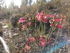 Erica densifolia