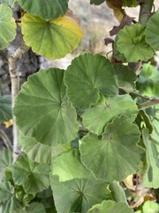 Malva parviflora