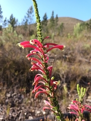 Erica densifolia