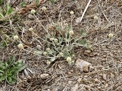 Pfaffia gnaphalioides