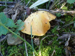 Hygrocybe acutoconica